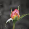 Web_13__40