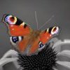 Web_15__40